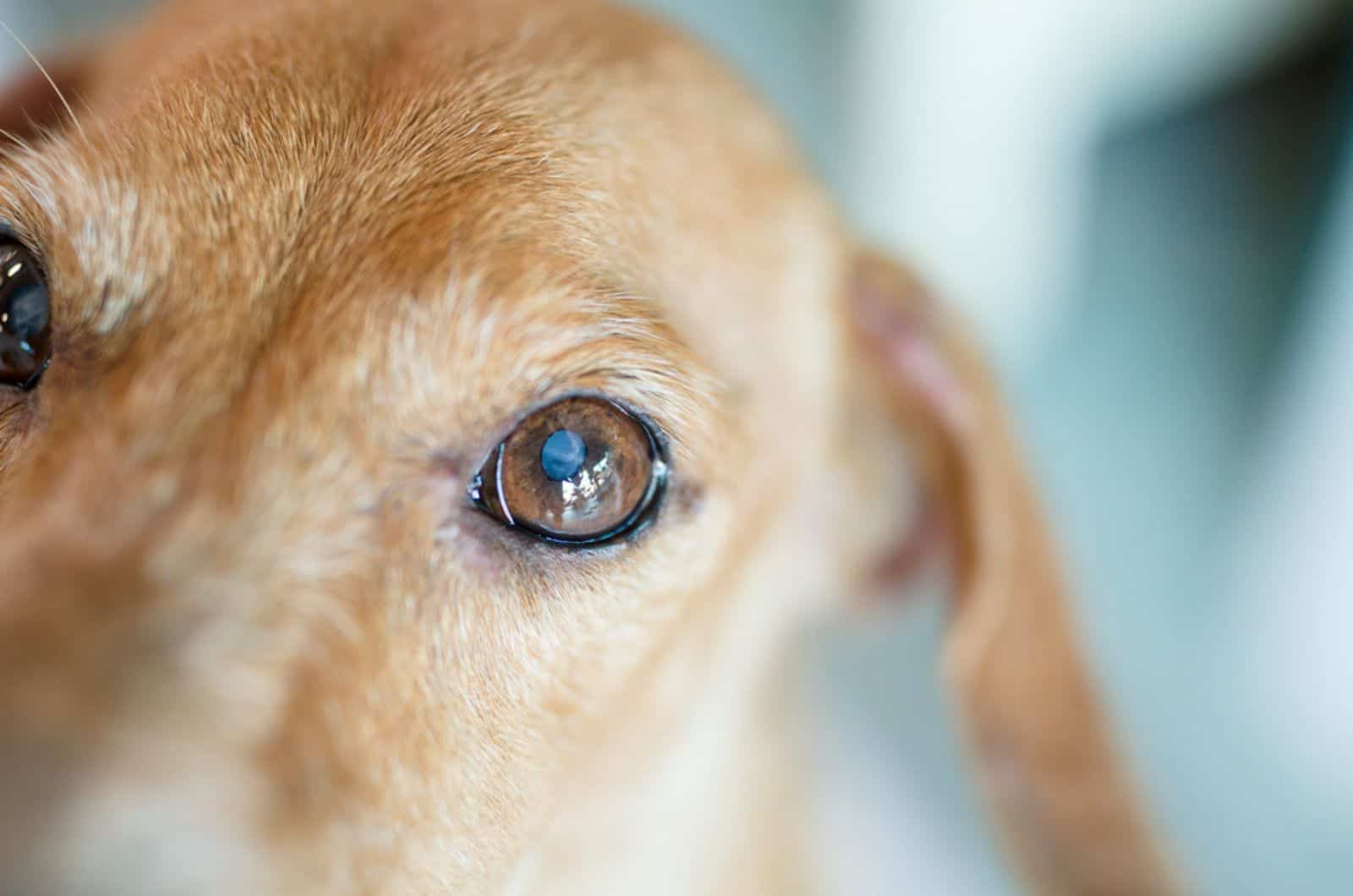 a dog with fungal infection of eye having watery eyes