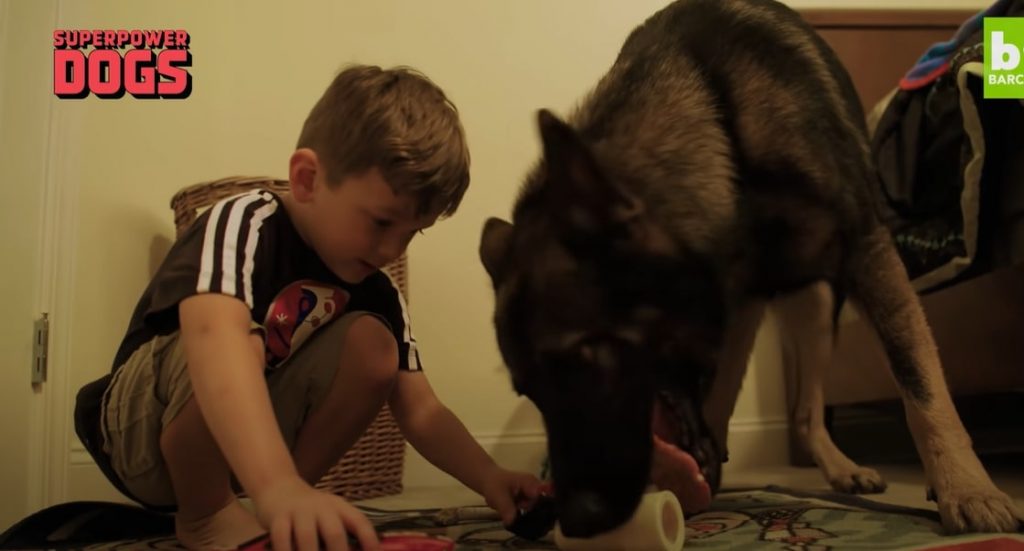 a german shepherd is playing with toys and a boy