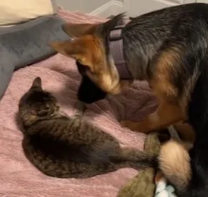 a german shepherd looks after a cat lying on the bed