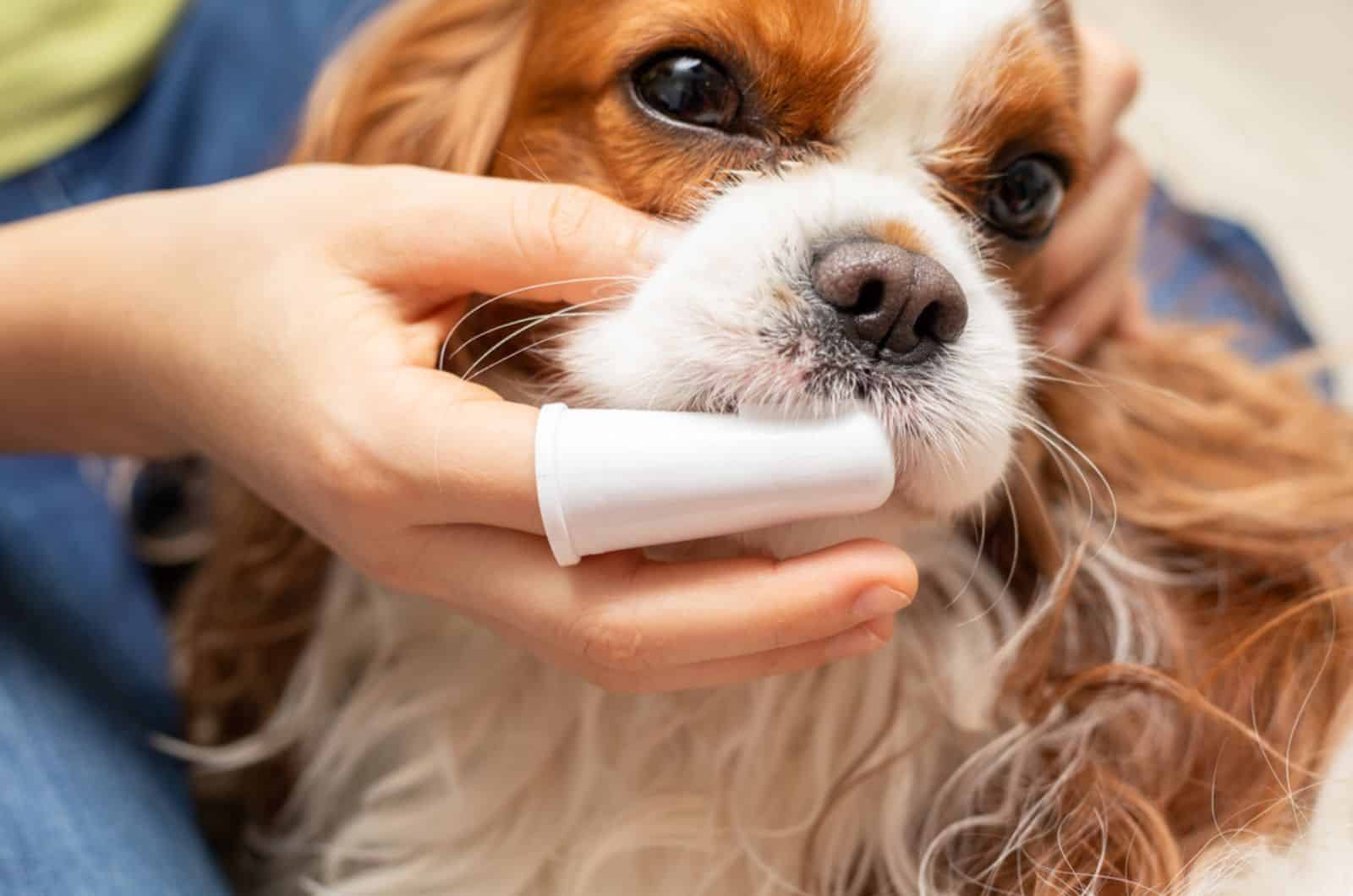 a girl cleaning dog's teeth with a brush