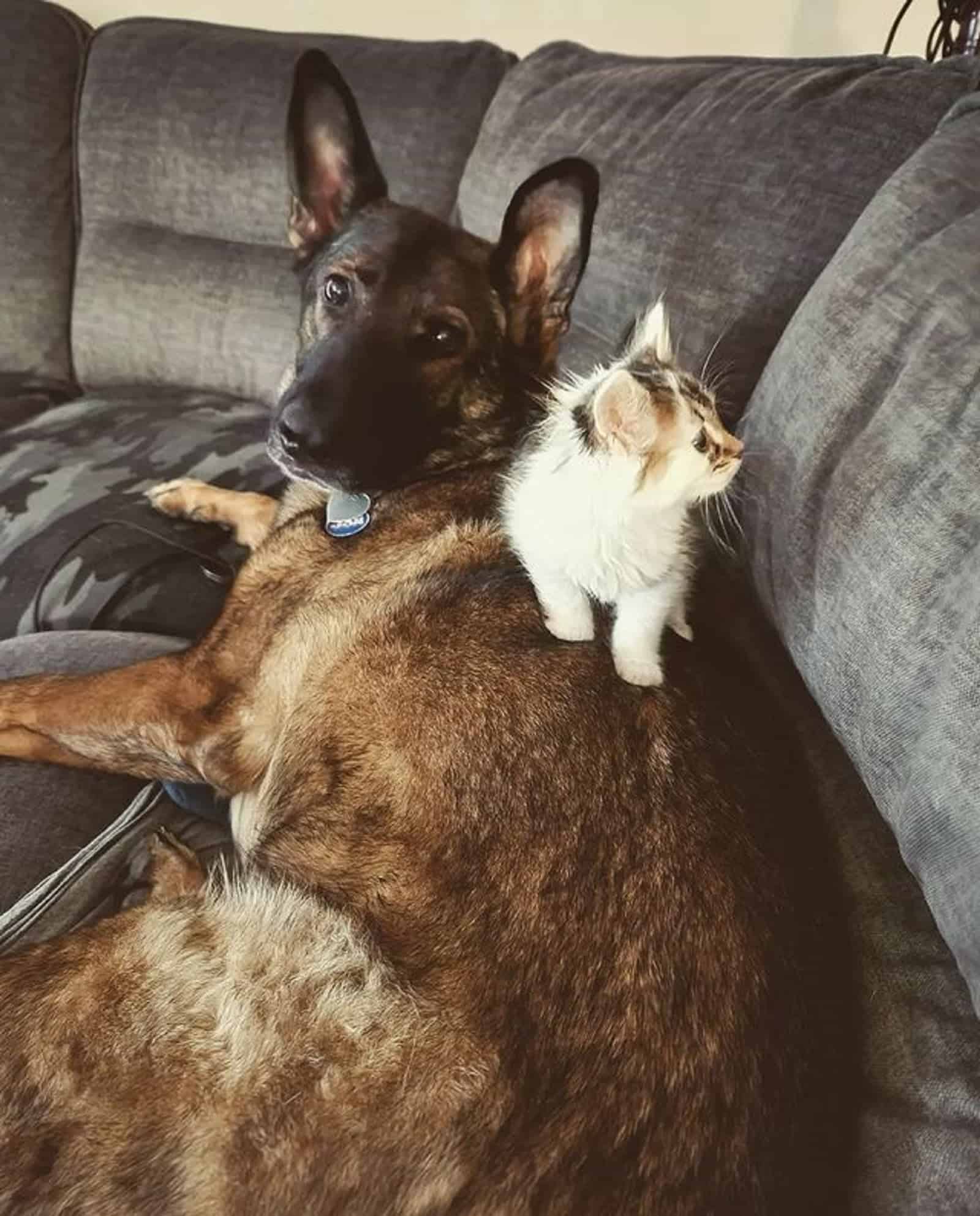 a kitten and sable german shepherd on the couch