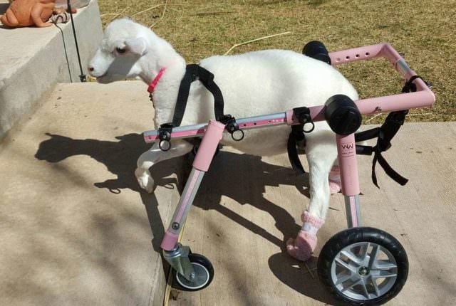 a lamb walks with a wheelchair