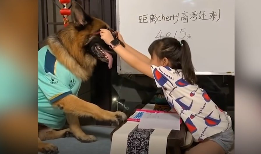 a little girl is playing with a German shepherd