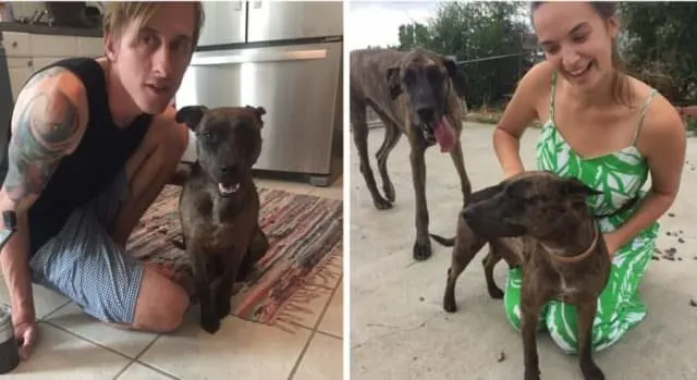 a man and a woman play with their puppies
