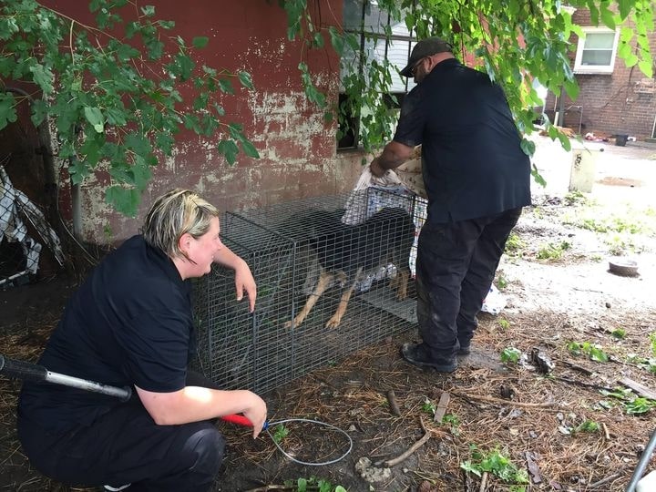 a man and a woman walk around a dog in a cage