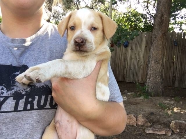 a man holds a cute puppy in his arms