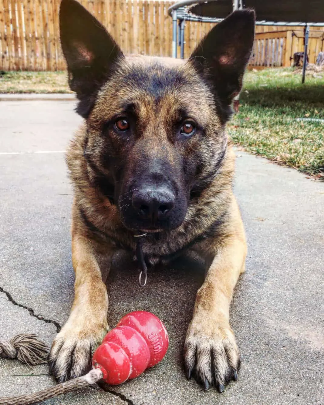 a police dog lies on the pavement next to his toy