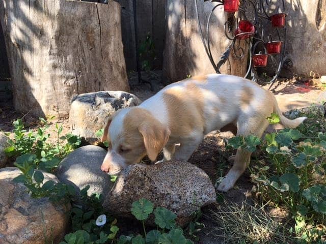 a puppy dog sniffs a rock