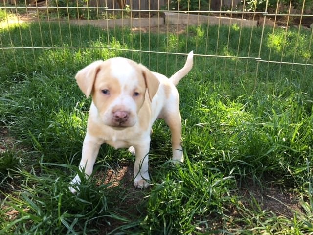 a puppy dog walks on the grass