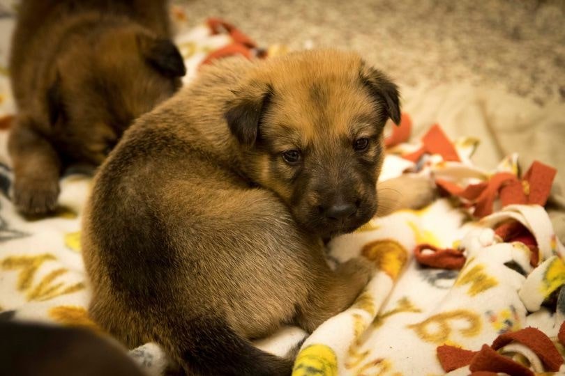 a sad dog is sitting on a blanket