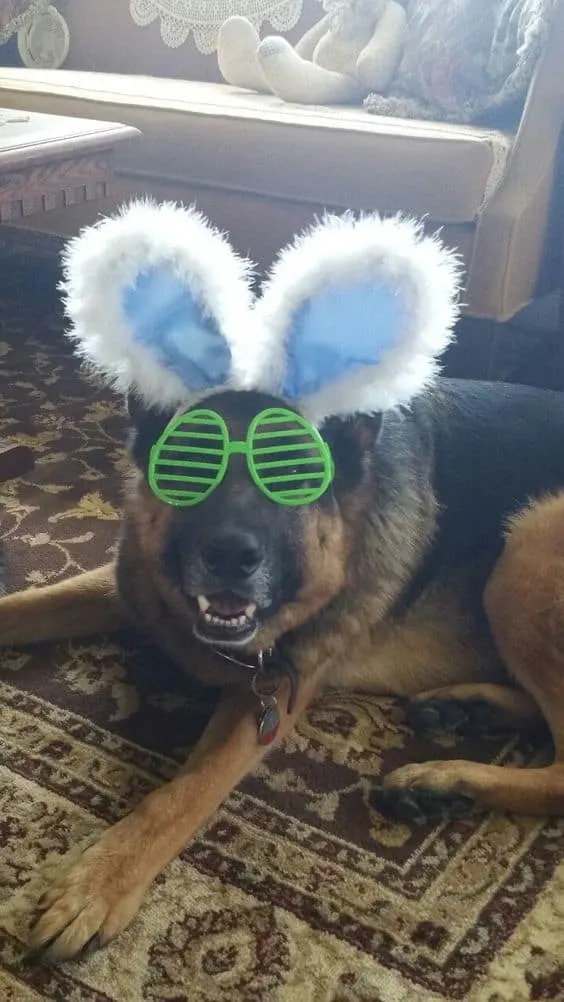 a very funky GSD wearing bunny ears