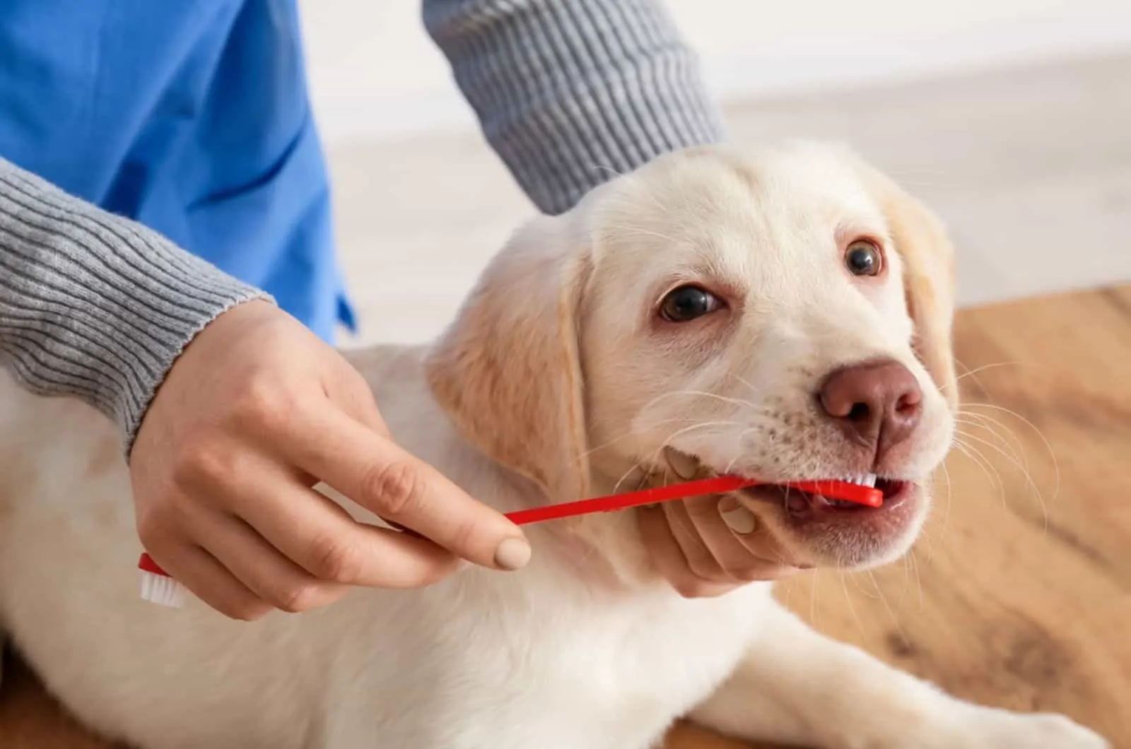 a woman brushing teeth of labrador puppy at home