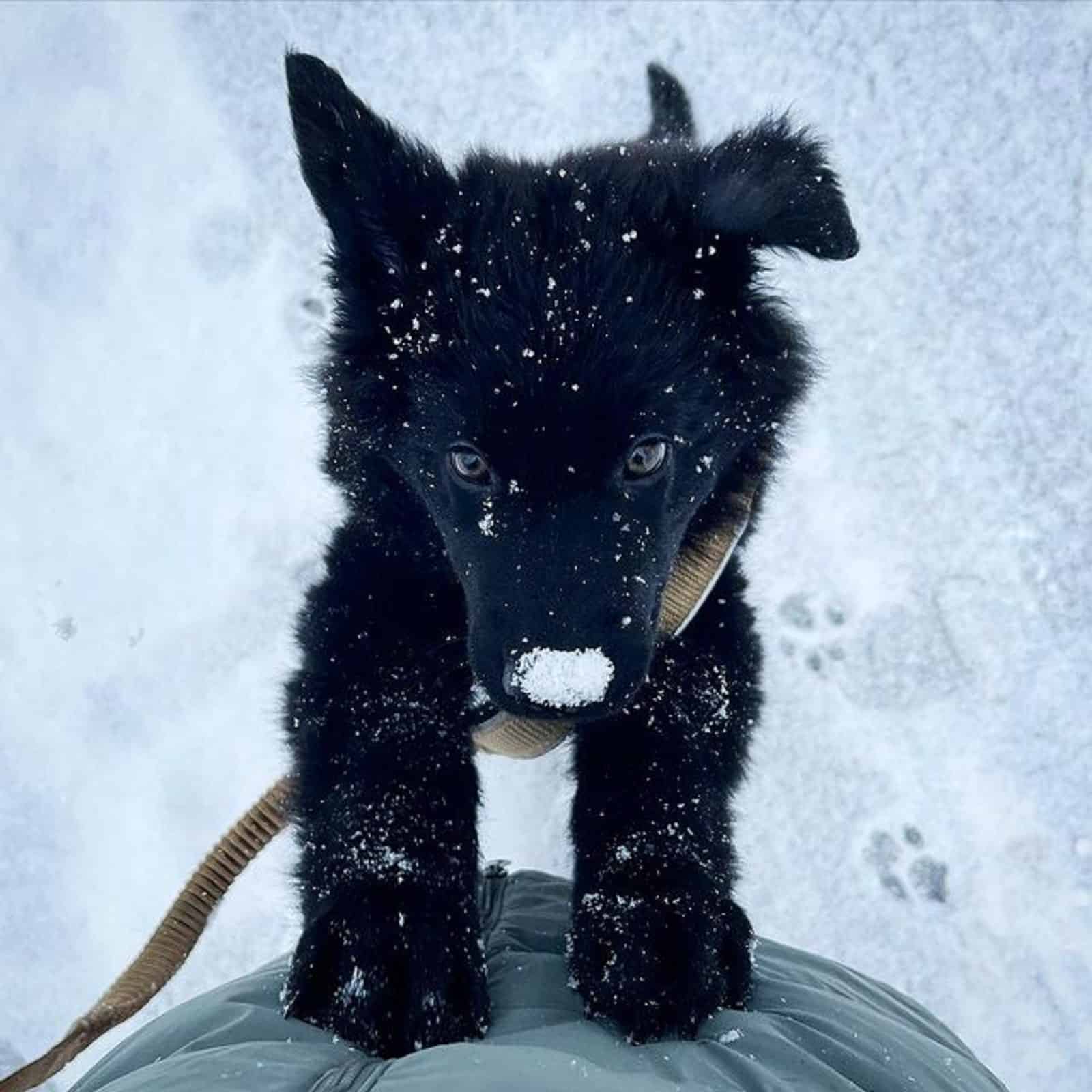 adorable black german shepherd puppy in the snow