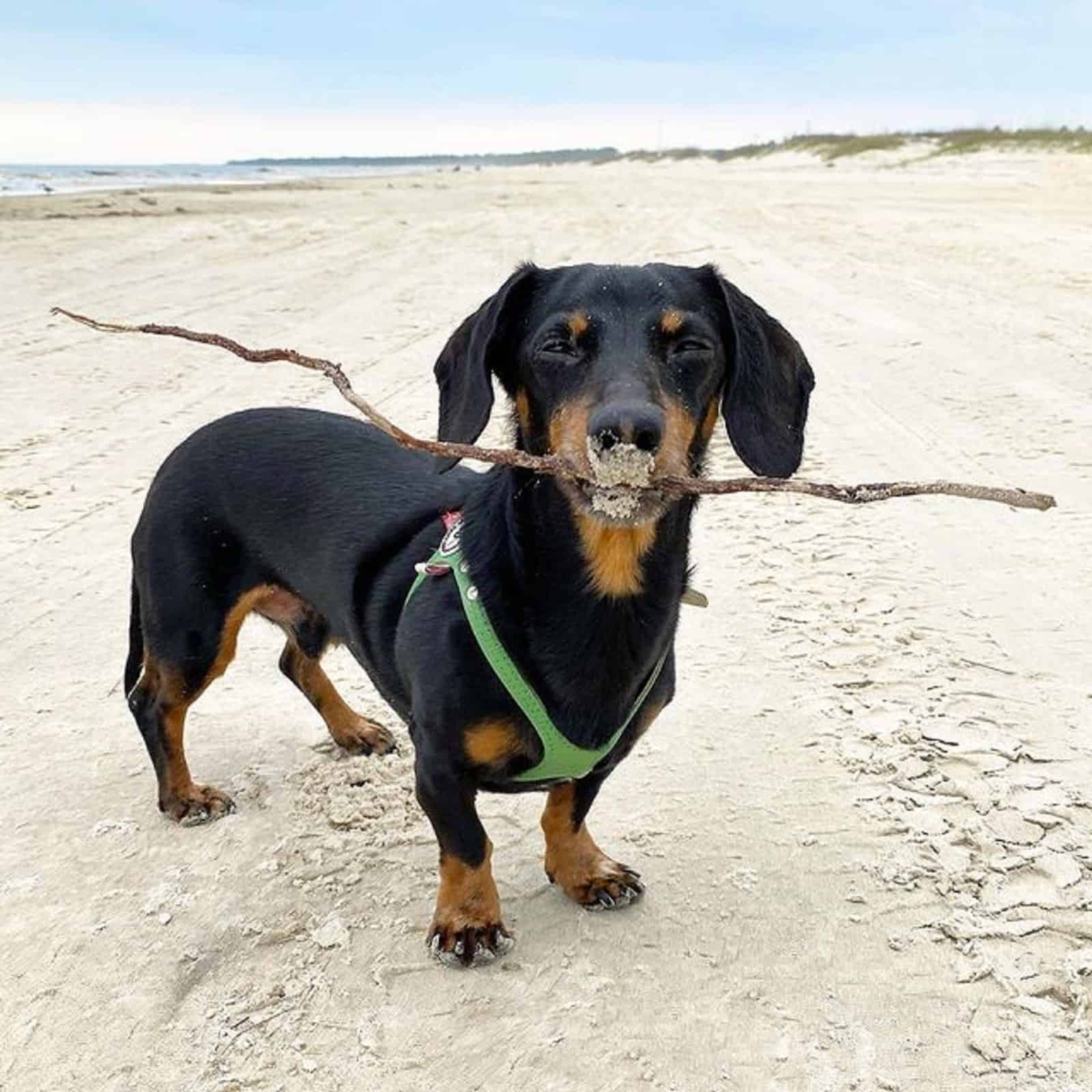 adorable dachshund playing on the beach