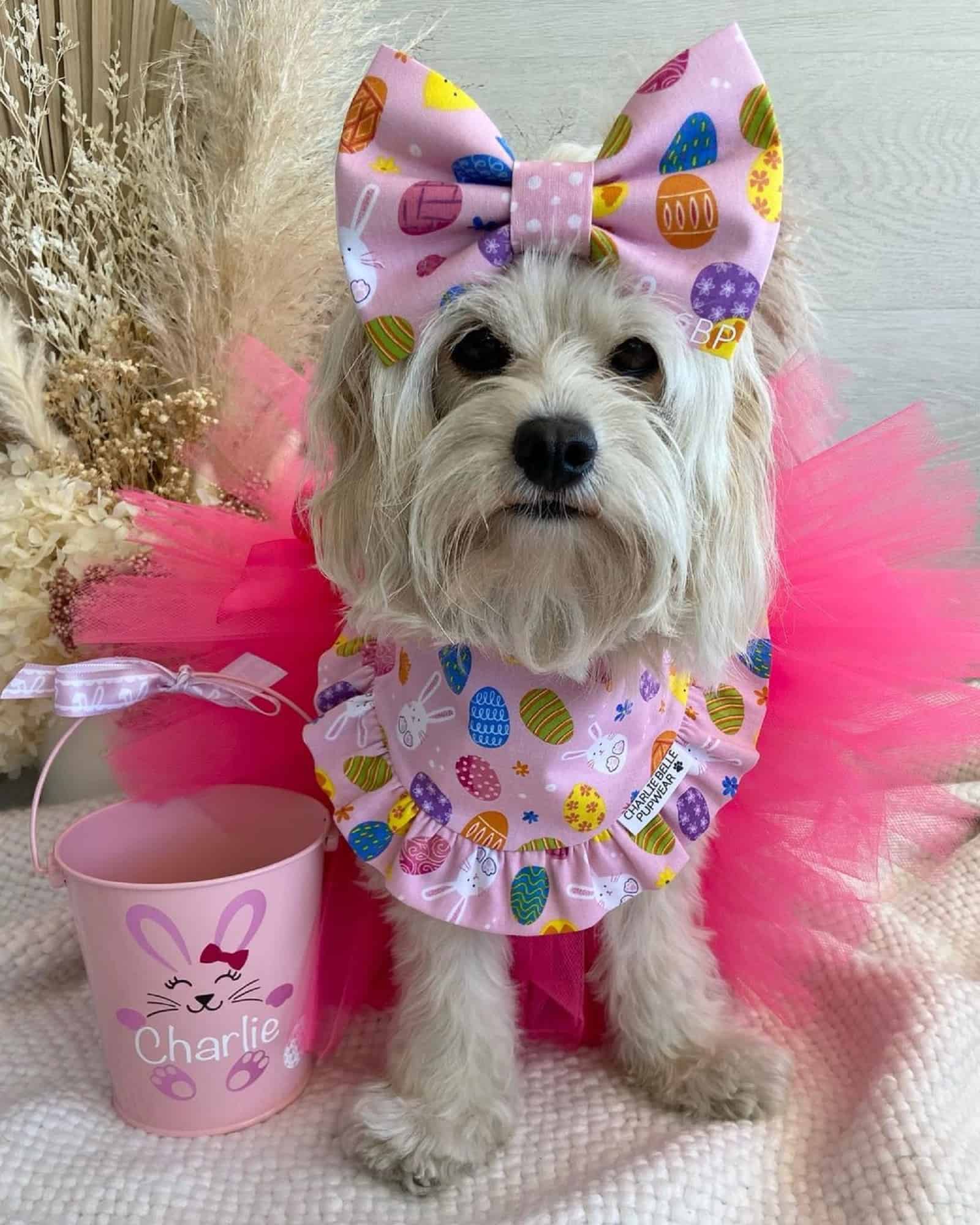 adorable dog in easter outfit waiting for egg hunting