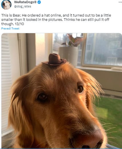 adorable dog with little hat on a head