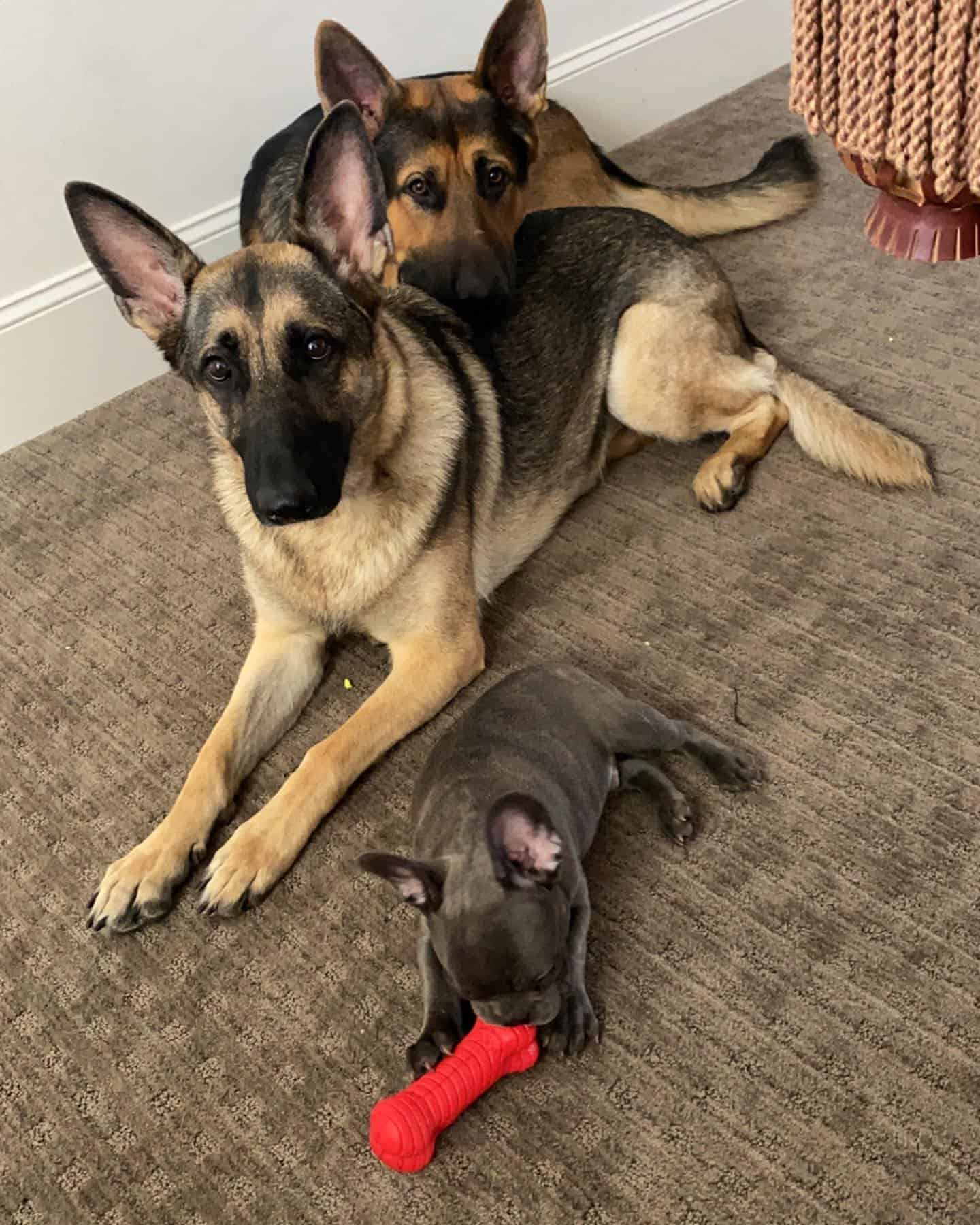 adorable dogs playing at home