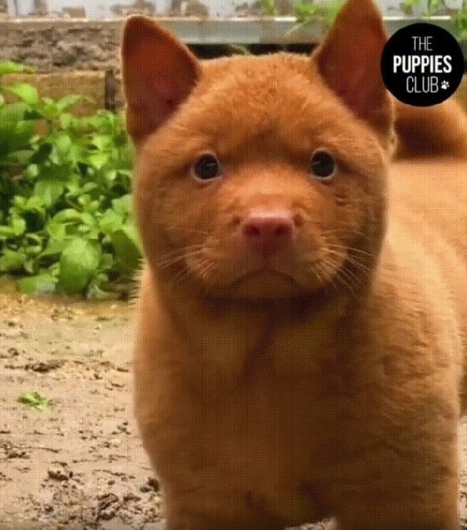 adorable fluffy dog that looks like a cat