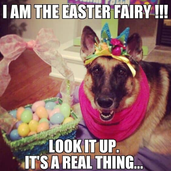 adorable german shepherd dressed as easter fairy