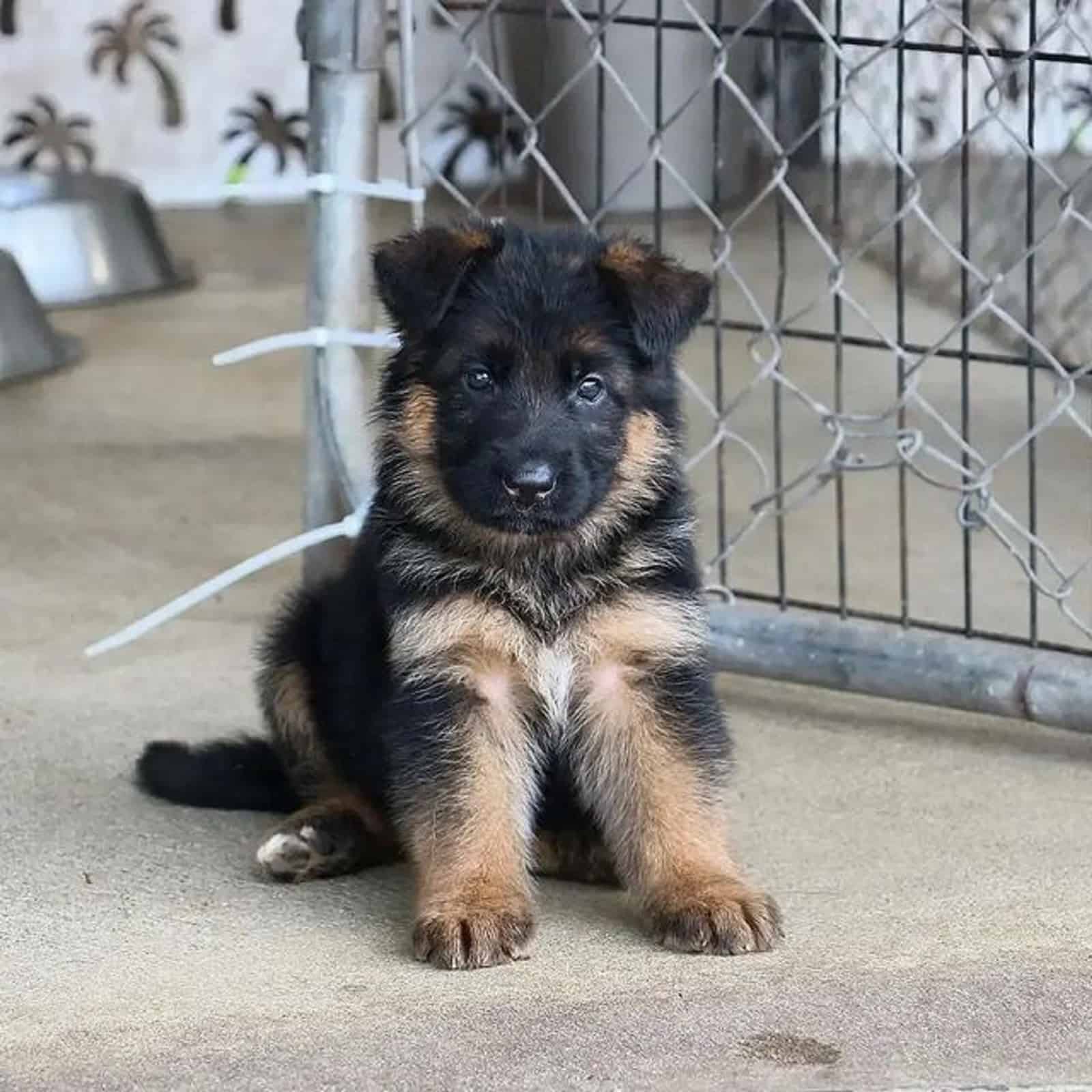 adorable german shepherd puppy sitting beside the gate