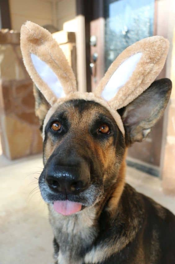 adorable german shepherd with bunny ears