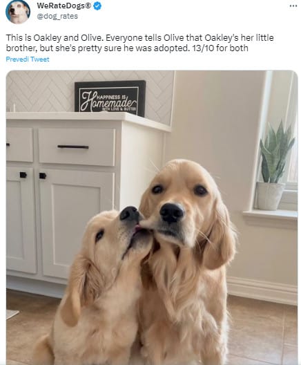 adorable golden retrievers