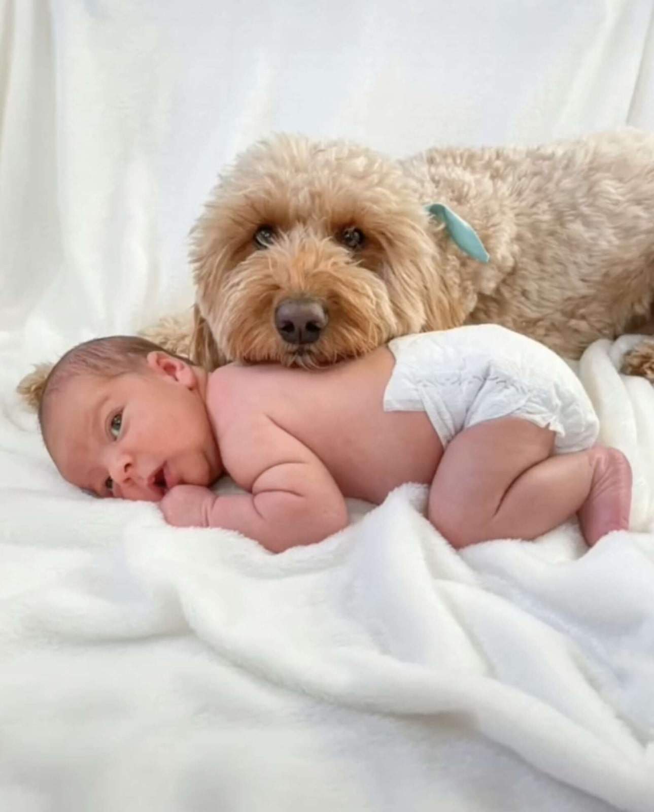 adorable goldendoodle with baby