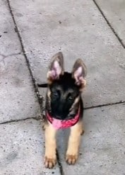 adorable gsd puppy