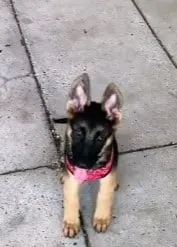 adorable gsd puppy