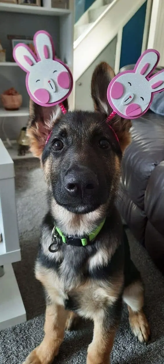 adorable gsd wears bunny ears