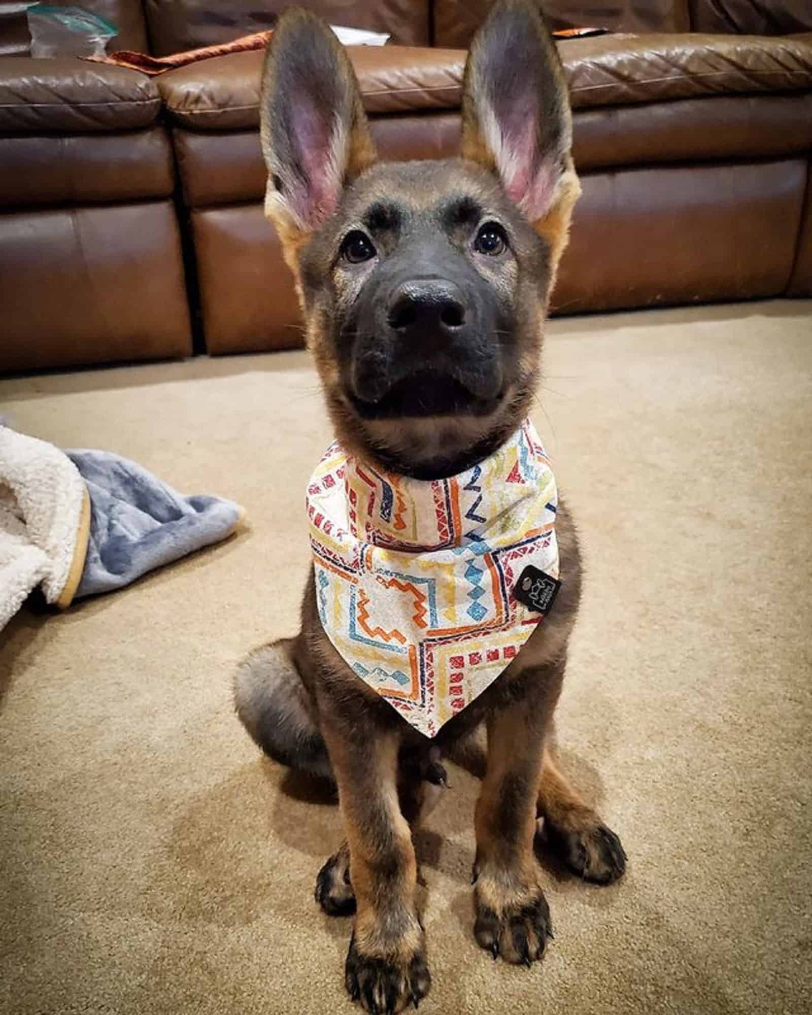 adorable sable german shepherd puppy sitting on the carpet