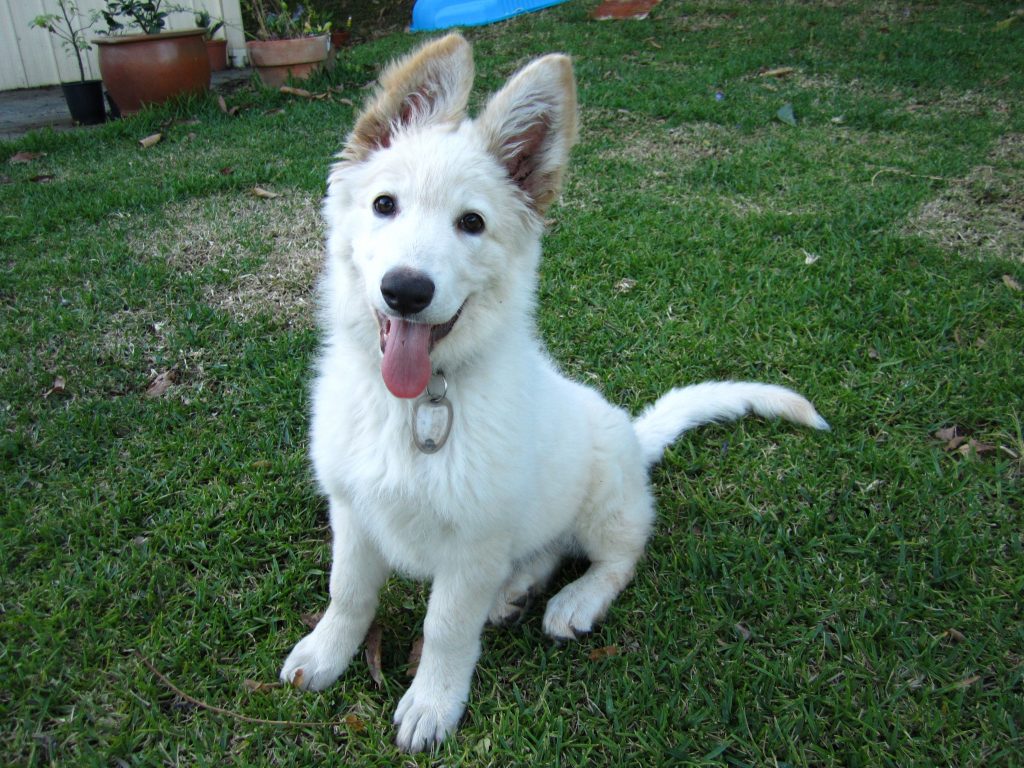 adorable white german shepherd puppy