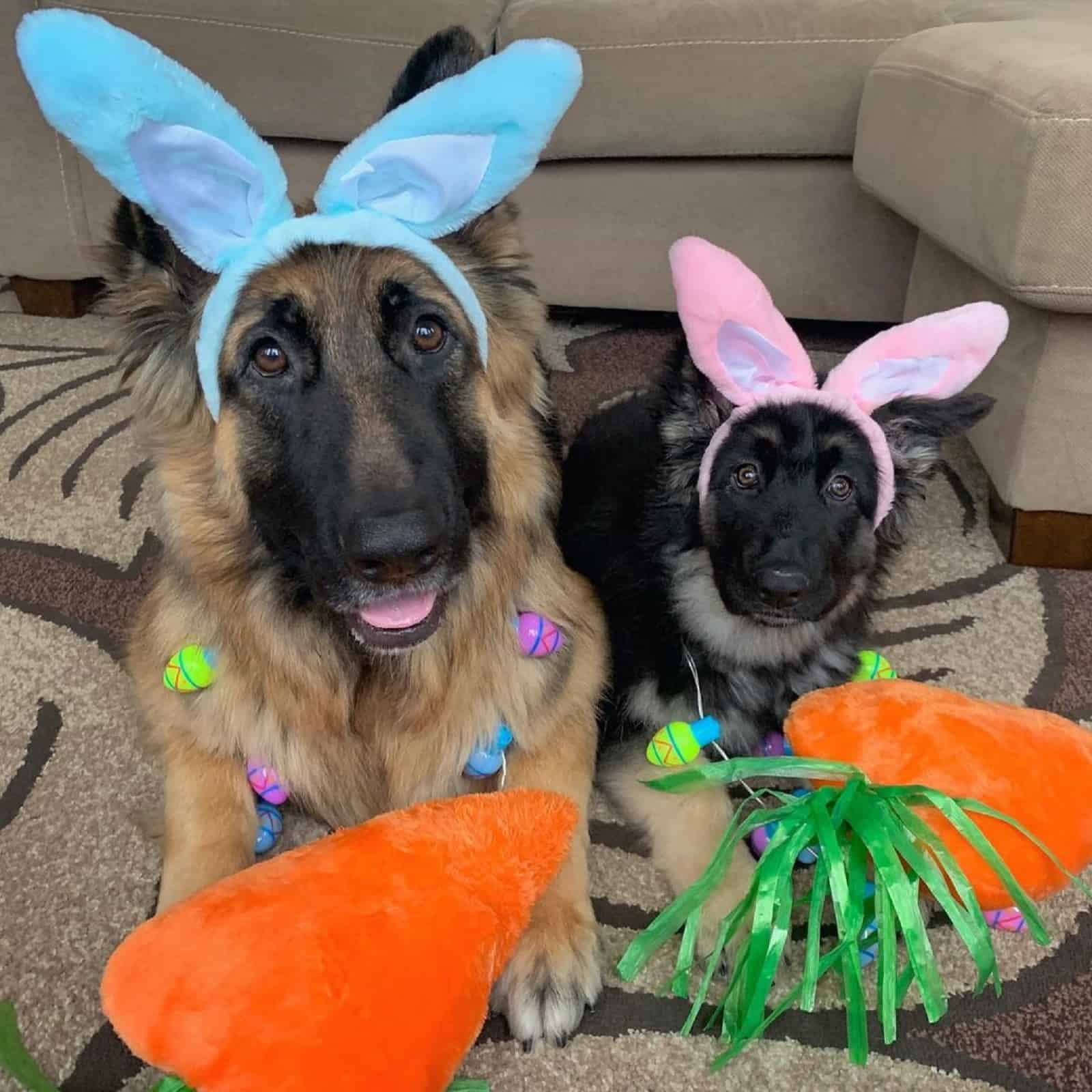 adult german shepherd and puppy as easter bunnies