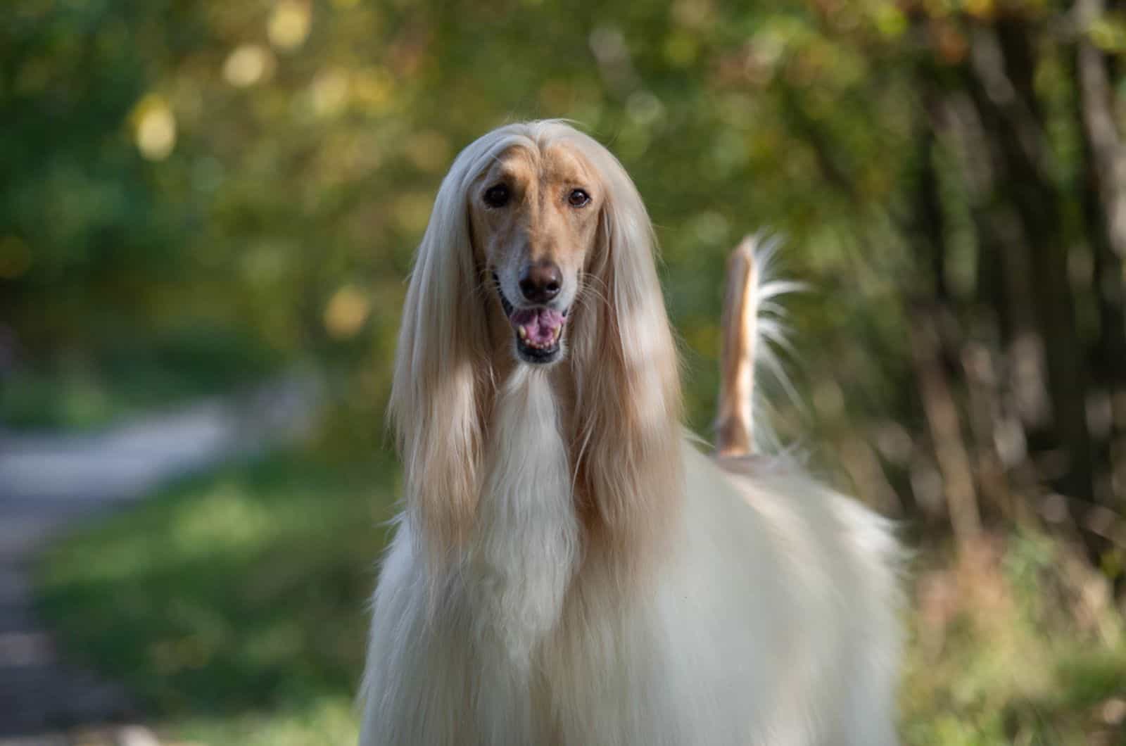 afghan hound in the park