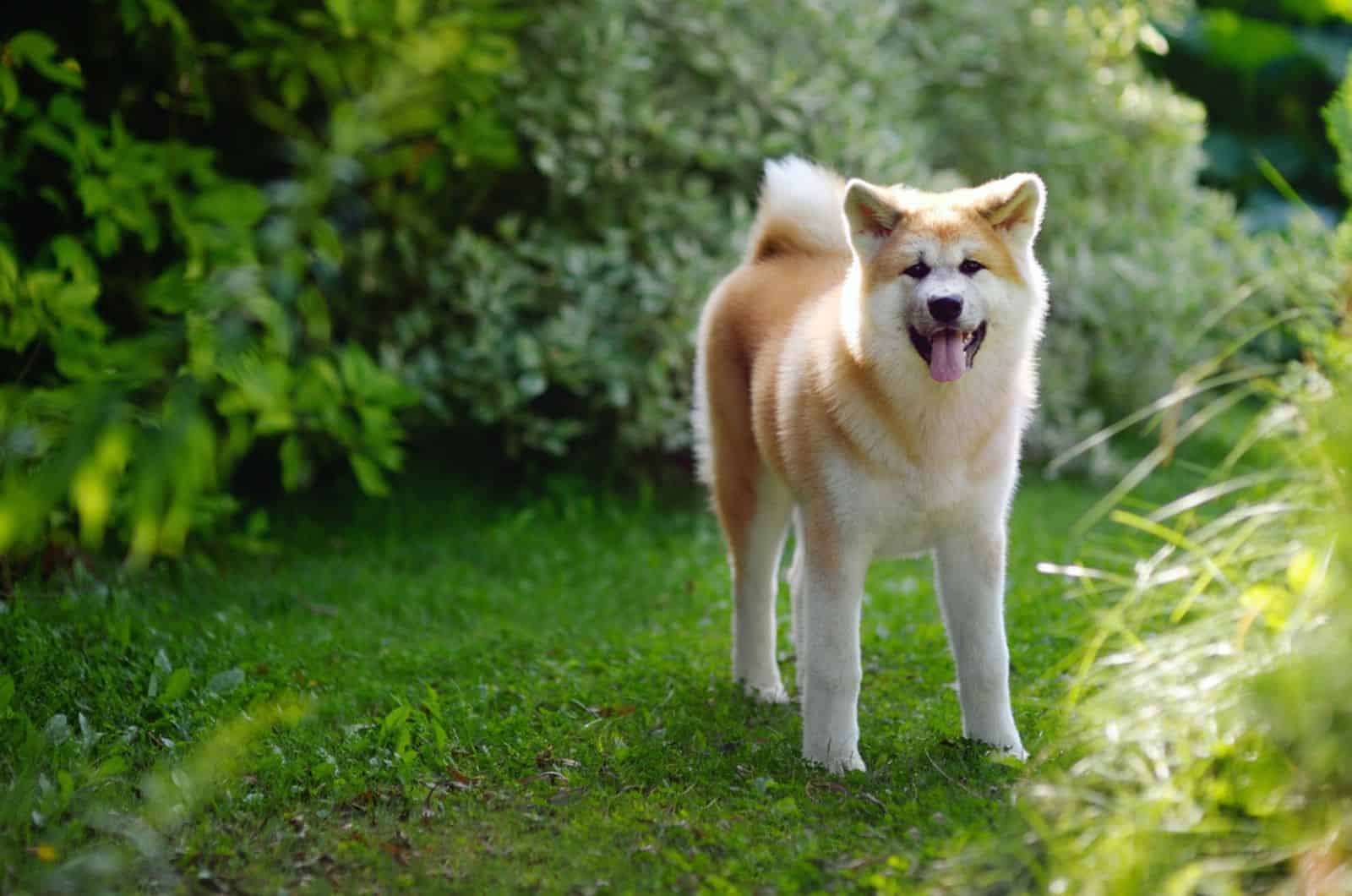 akita dog in the park