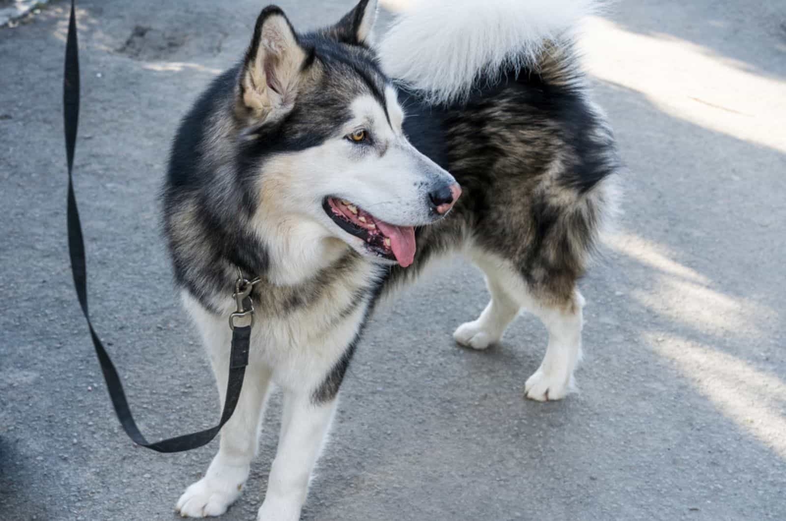 alaskan malamute walking on the street