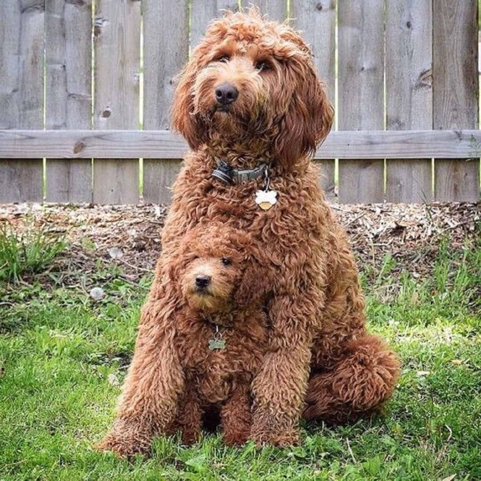 barbet mother and  her puppy