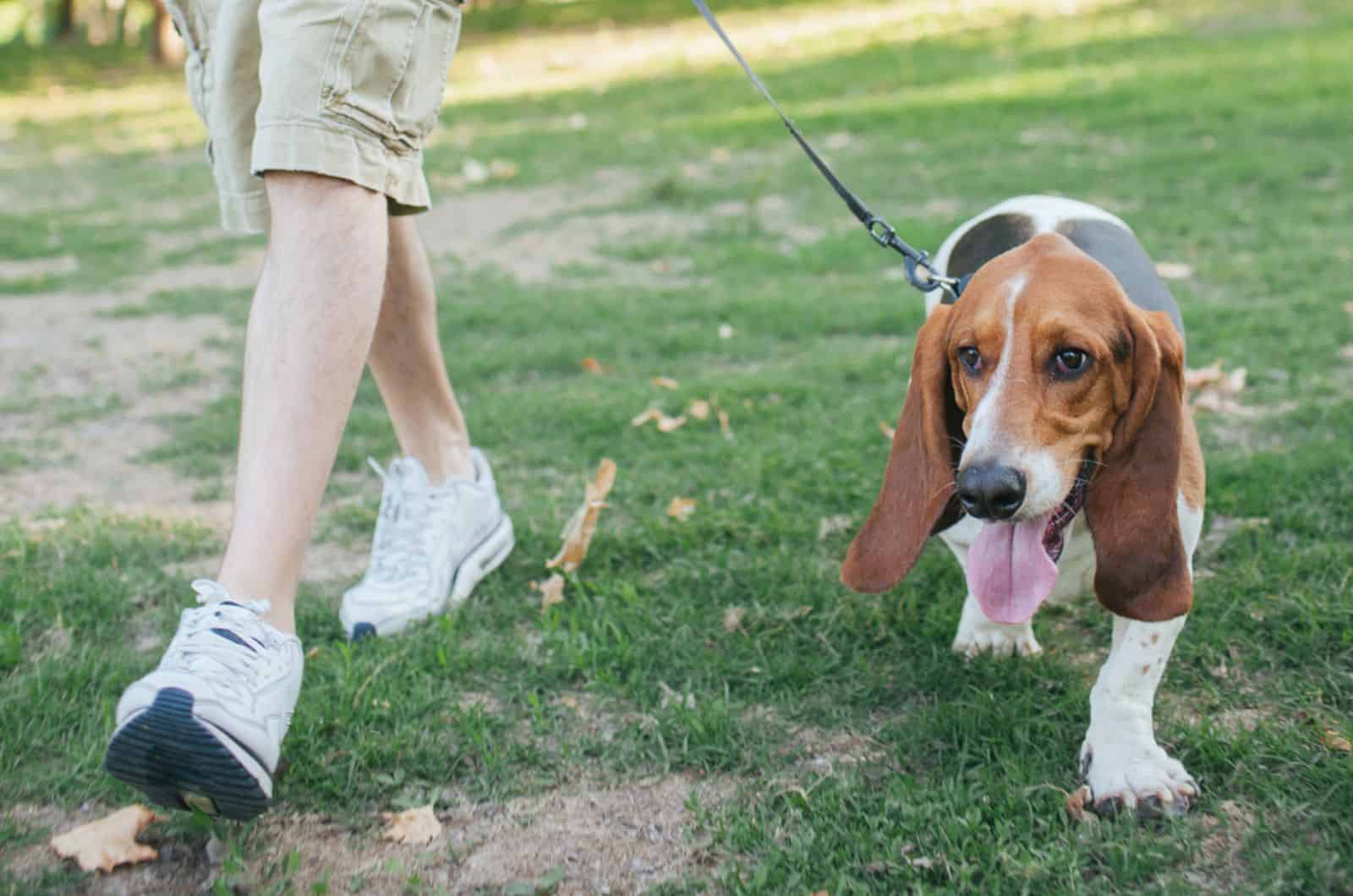 basset hound walking next to dog walker