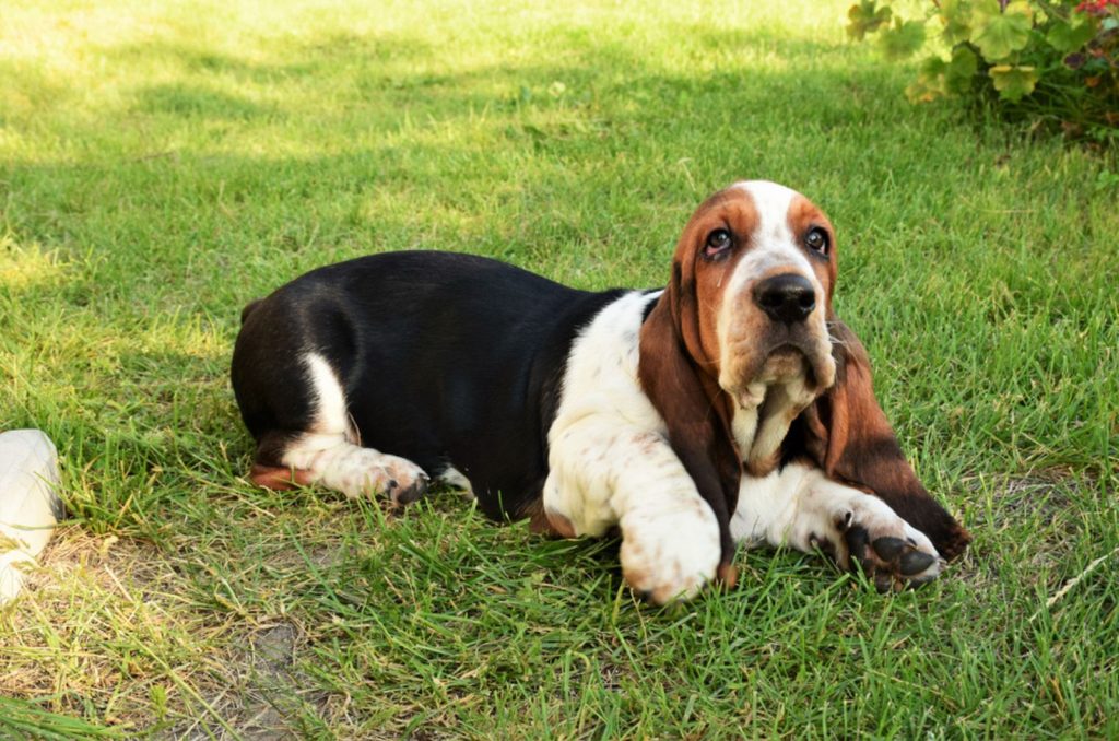 basset hound lying on the grass