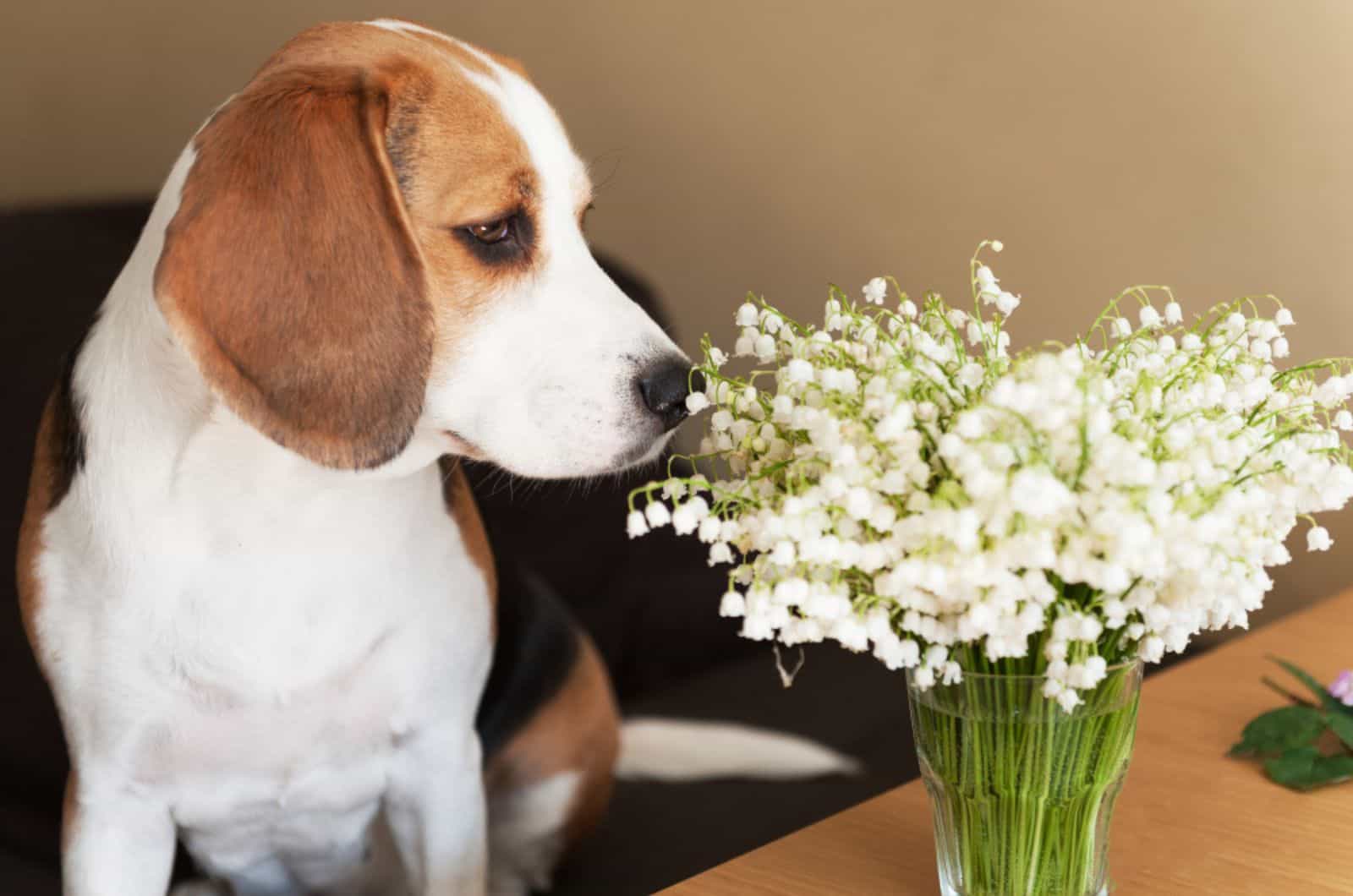 beagle dog sniffing bouquet of lilies of the valley on the table