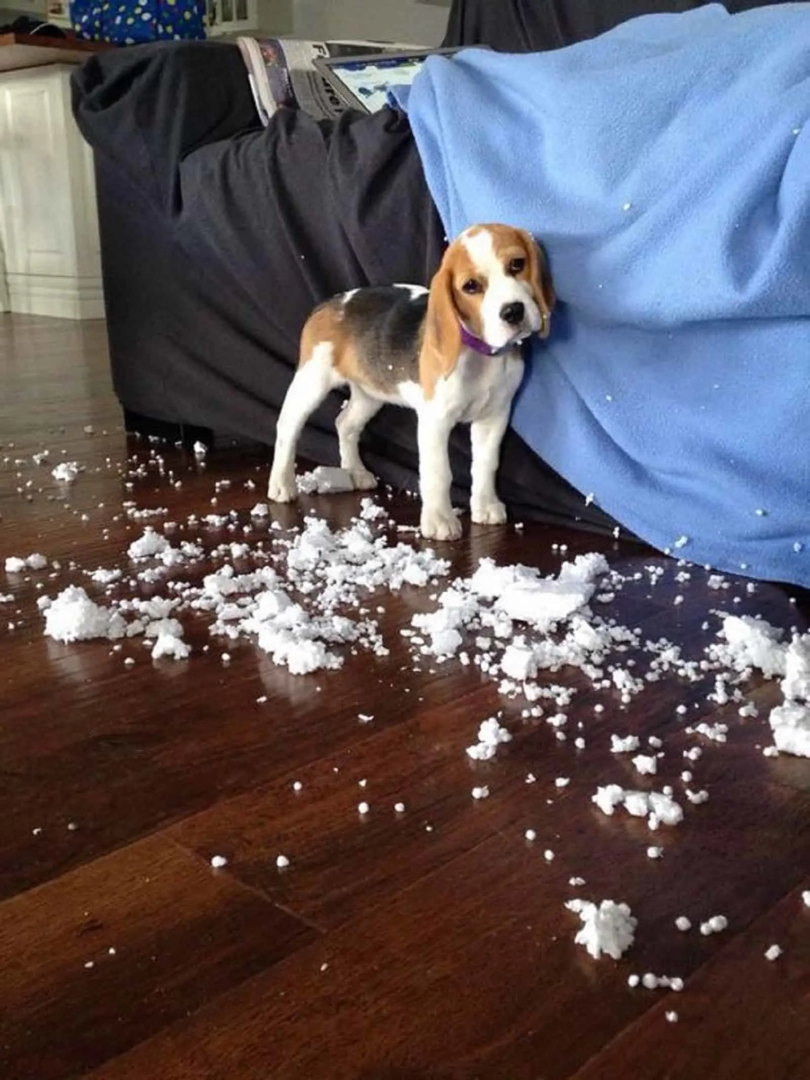 beagle making mess in the house