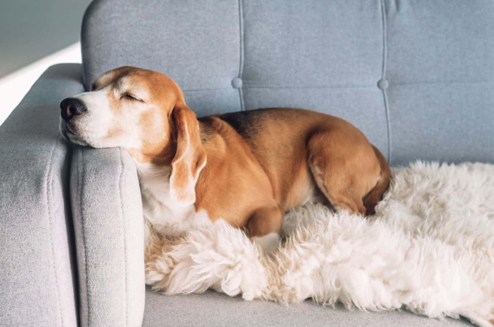 beagle sleeps on cozy sofa in an apartment