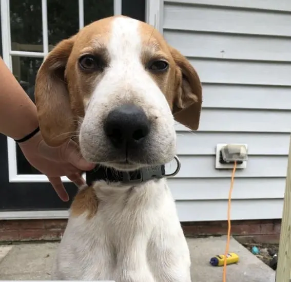 beagle that ate a bee