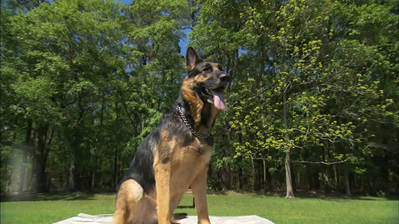 beautiful german shepherd sitting outdoor
