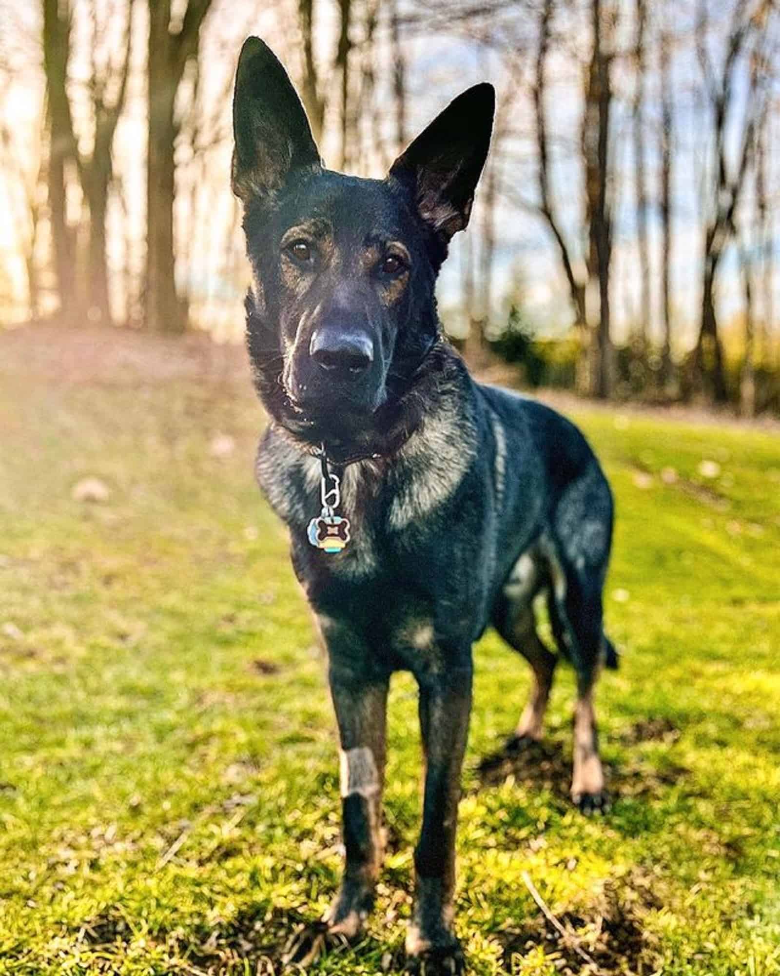 beautiful sable german shepherd in the park