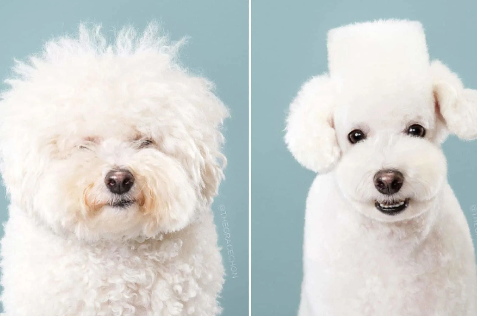 white dog berfore and after grooming