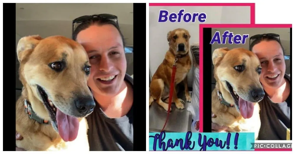 before and after photos of a rescued dog