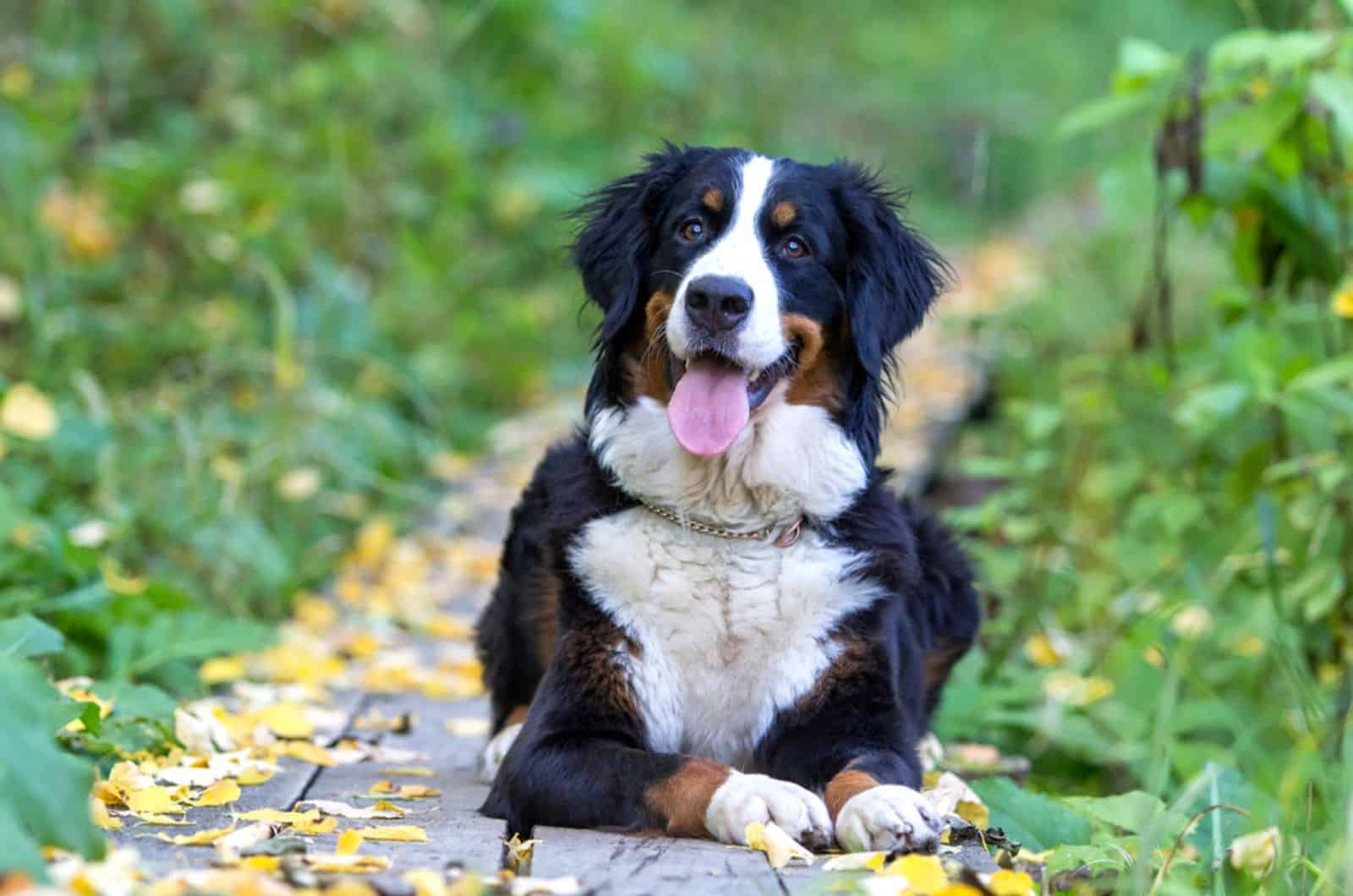 bernese mountain dog lying in nature