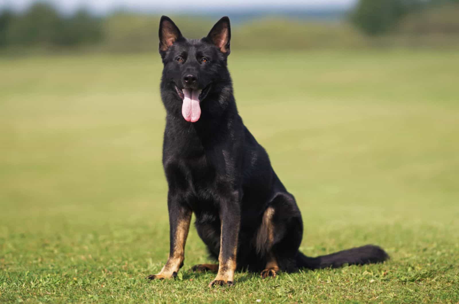 bicolor german shepherd sitting on the grass