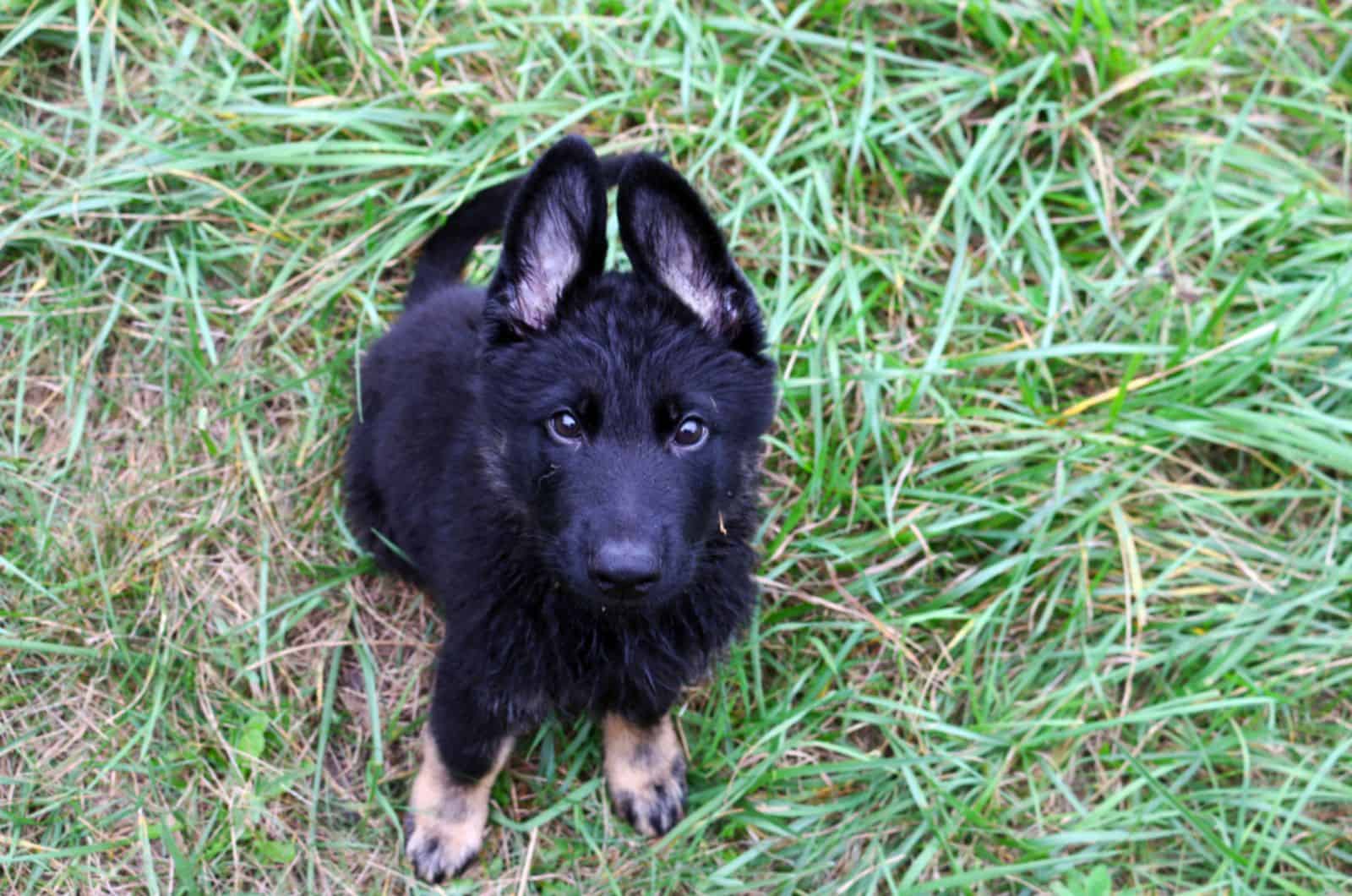 bicolor german shepherd puppy sitting in the grass